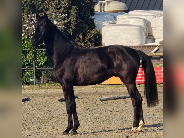 KWPN Hengst 3 Jahre 168 cm Rappe in Someren