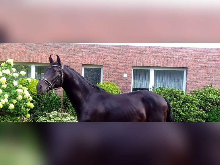 KWPN Hengst 3 Jahre 168 cm Rappe in Westerkappeln