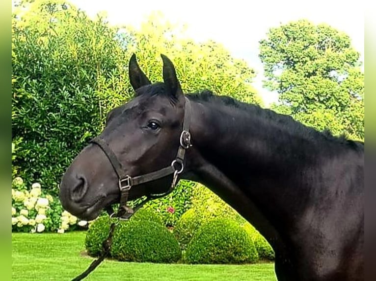 KWPN Hengst 3 Jahre 168 cm Rappe in Westerkappeln