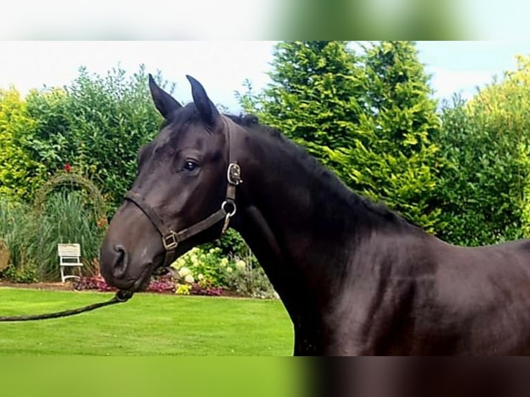 KWPN Hengst 3 Jahre 168 cm Rappe in Westerkappeln