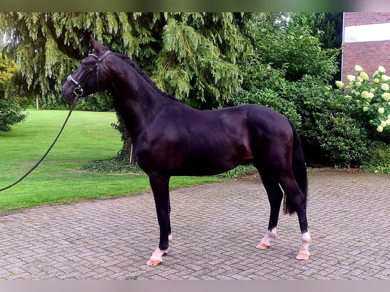 KWPN Hengst 3 Jahre 168 cm Rappe in Westerkappeln