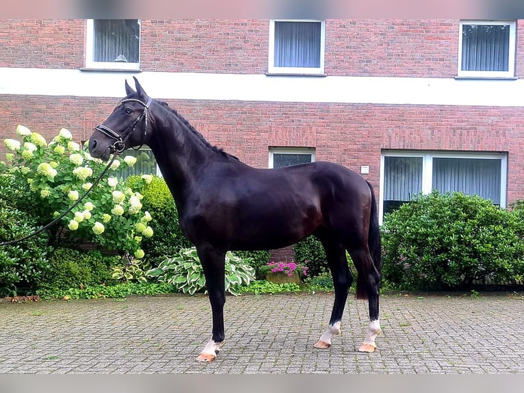 KWPN Hengst 3 Jahre 168 cm Rappe in Westerkappeln