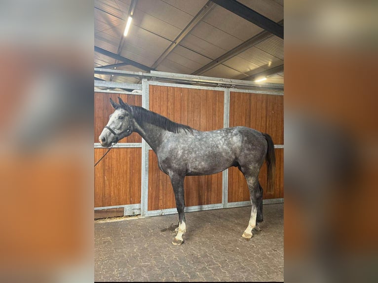 KWPN Hengst 3 Jahre 168 cm Rappschimmel in kecskemet KWPN Hengst 3 Jahre 168 cm Rappschimmel in kecskemet