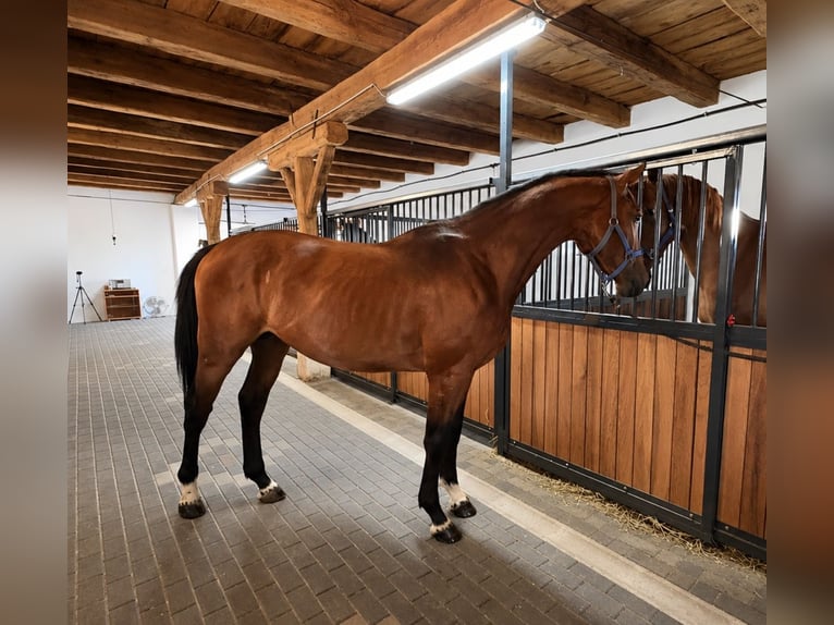 KWPN Hengst 3 Jahre 168 cm Rotbrauner in Lendava