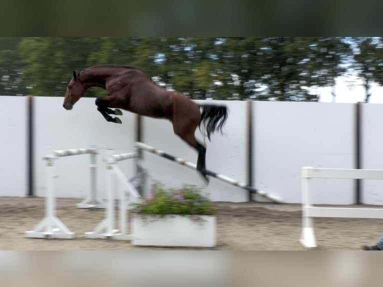 KWPN Hengst 3 Jahre 168 cm Rotbrauner in Waddinxveen