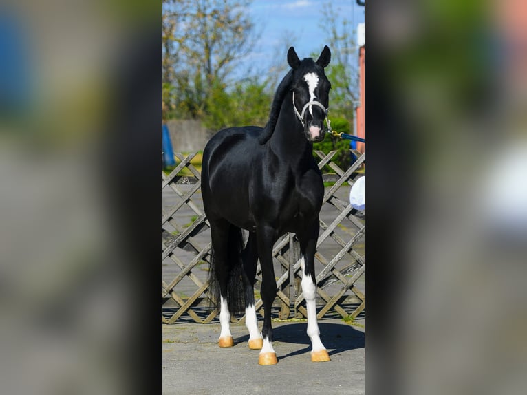 KWPN Hengst 3 Jahre 168 cm Schecke in Békéscsaba