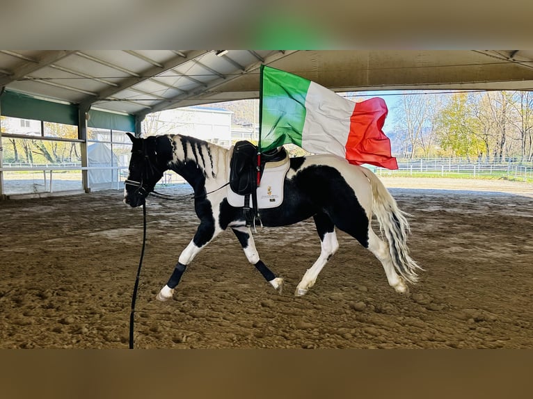 KWPN Hengst 3 Jahre 168 cm Schecke in Bergamo