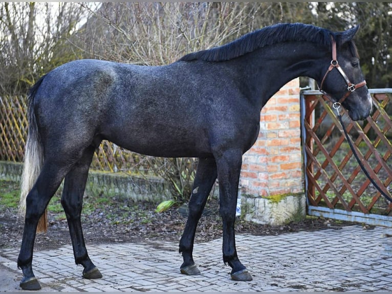 KWPN Hengst 3 Jahre 168 cm Schimmel in Kecskemet