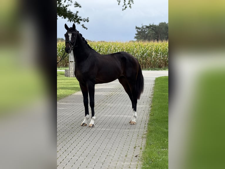 KWPN Hengst 3 Jahre 168 cm Schwarzbrauner in Emlichheim