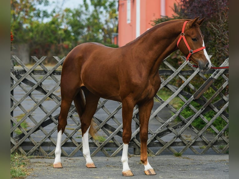 KWPN Hengst 3 Jahre 169 cm Fuchs in Békéscsaba