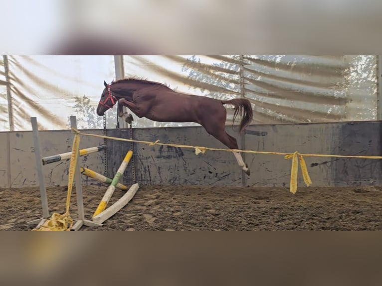 KWPN Hengst 3 Jahre 169 cm Fuchs in Békéscsaba