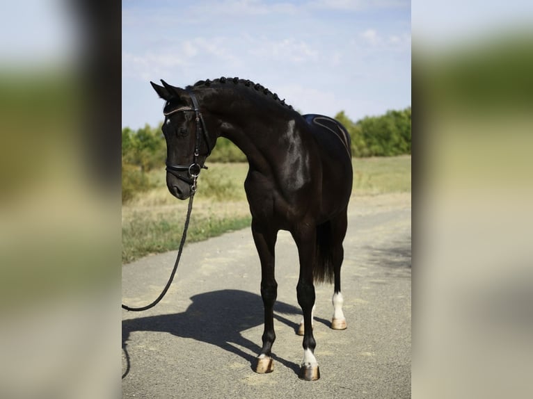 KWPN Hengst 3 Jahre 169 cm Rappe in Újszász