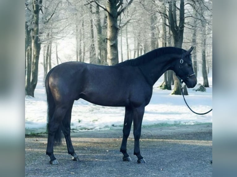 KWPN Hengst 3 Jahre 169 cm Rappschimmel in Murska Sobota