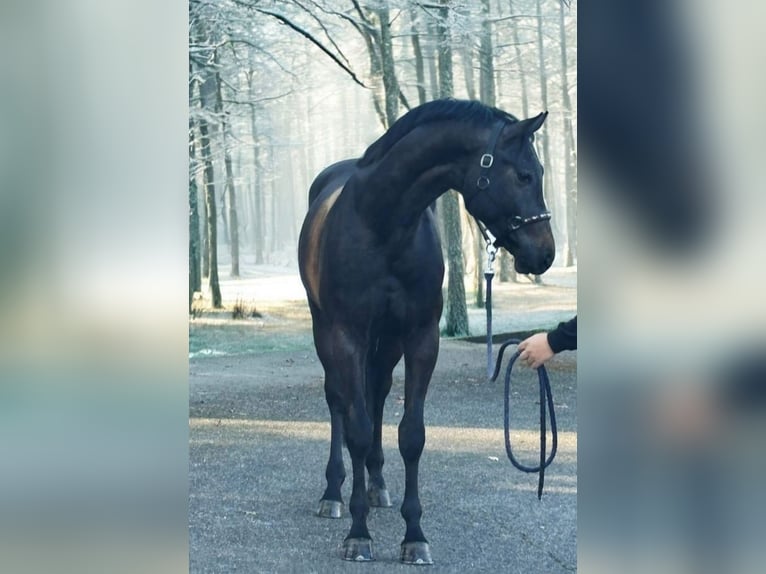 KWPN Hengst 3 Jahre 169 cm Rappschimmel in Murska Sobota