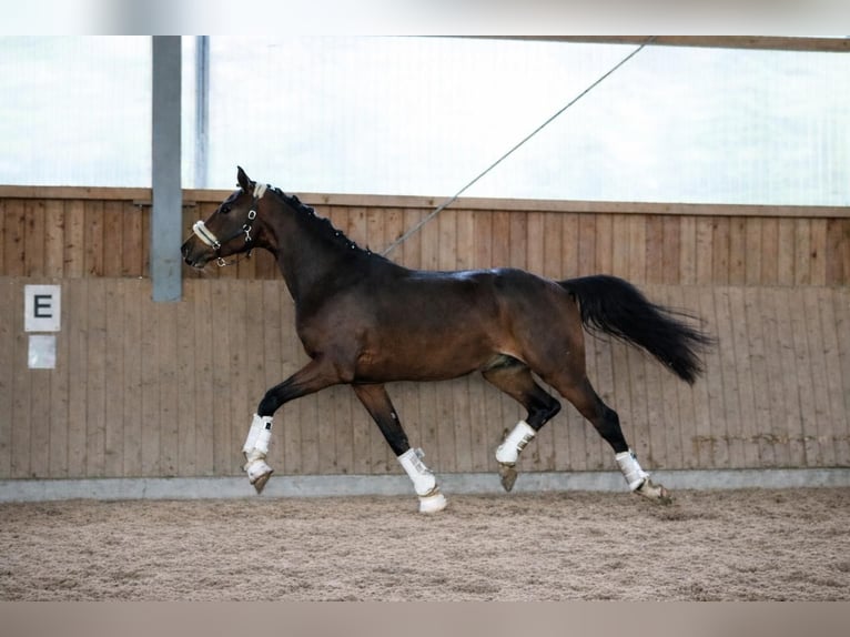 KWPN Hengst 3 Jahre 170 cm Brauner in Fürstenau
