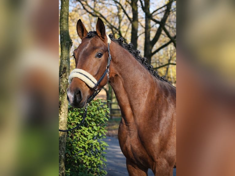 KWPN Hengst 3 Jahre 170 cm Brauner in Fürstenau