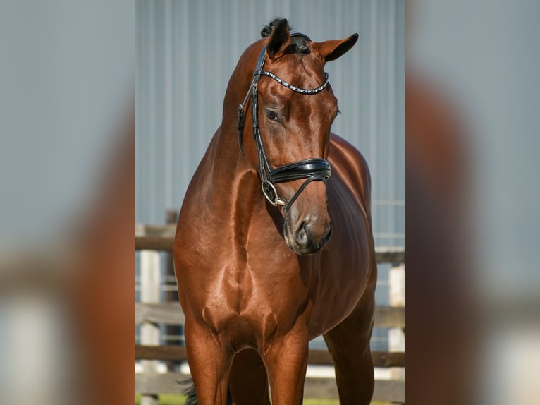 KWPN Hengst 3 Jahre 170 cm Brauner in Loon op Zand
