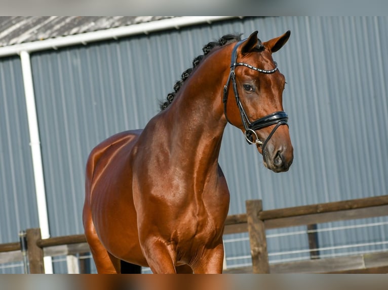 KWPN Hengst 3 Jahre 170 cm Brauner in Loon op Zand