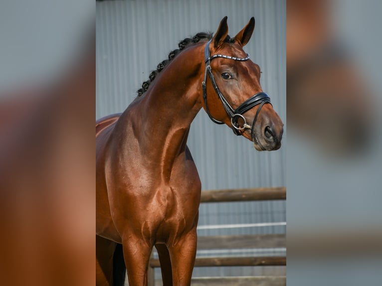 KWPN Hengst 3 Jahre 170 cm Brauner in Loon op Zand