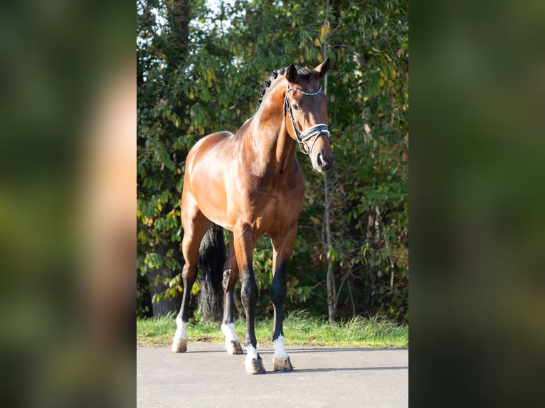 KWPN Hengst 3 Jahre 170 cm Brauner in Oosterhout