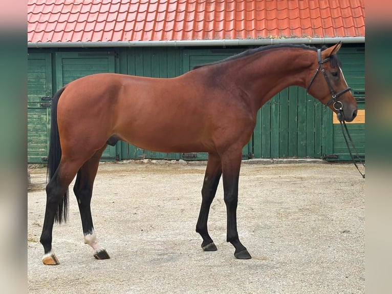KWPN Hengst 3 Jahre 170 cm Brauner in Murska Soboda