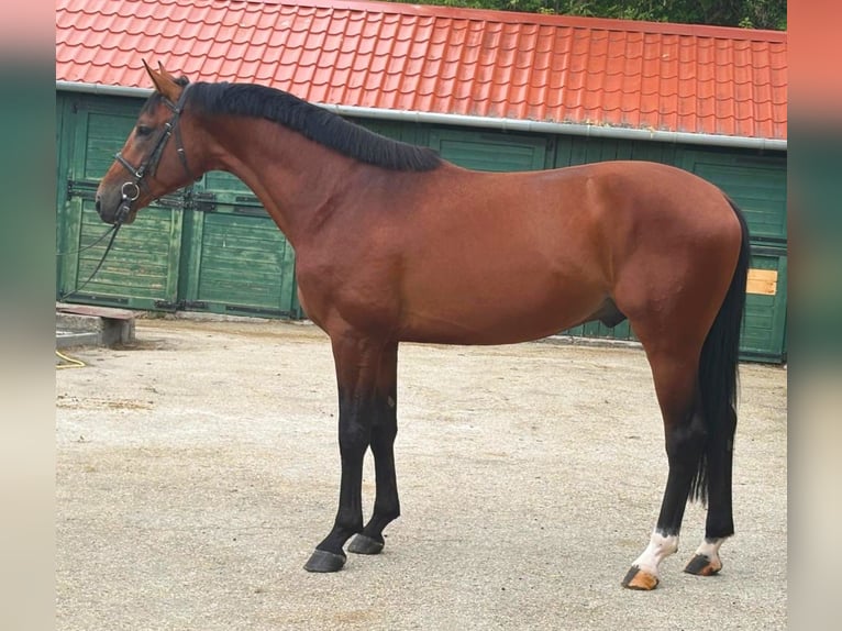 KWPN Hengst 3 Jahre 170 cm Brauner in Murska Soboda