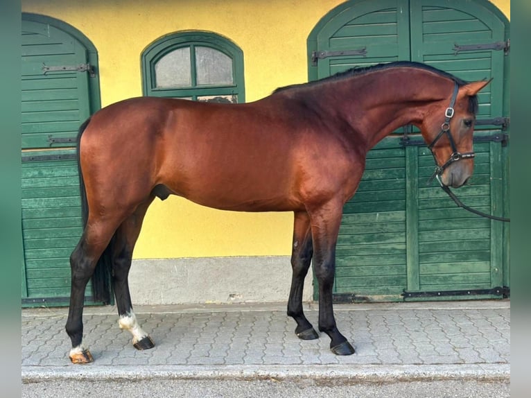KWPN Hengst 3 Jahre 170 cm Brauner in Murska Soboda