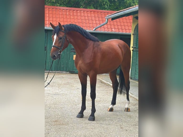 KWPN Hengst 3 Jahre 170 cm Brauner in Murska Soboda