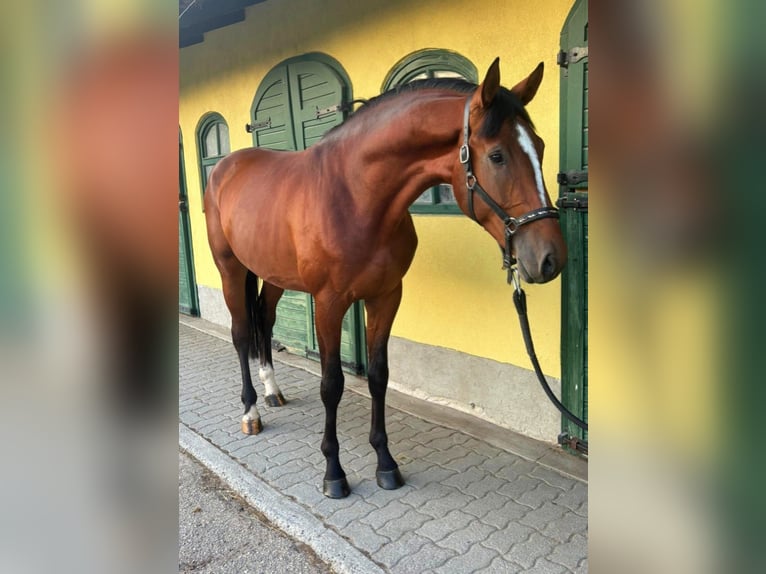 KWPN Hengst 3 Jahre 170 cm Brauner in Murska Soboda