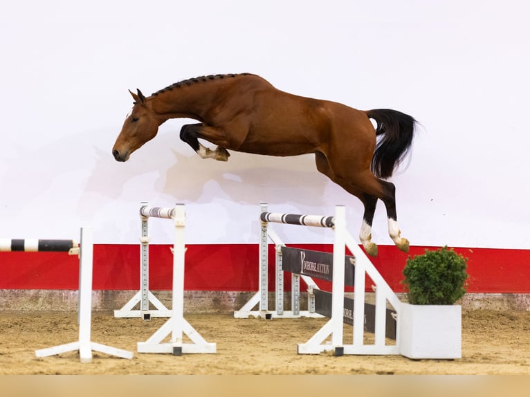 KWPN Hengst 3 Jahre 170 cm Brauner in Waddinxveen