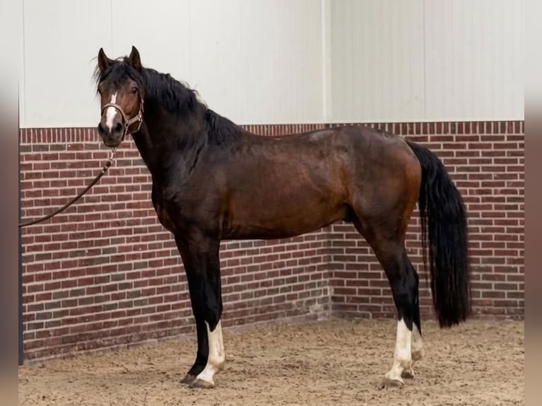 KWPN Hengst 3 Jahre 170 cm Dunkelbrauner in Murska Soboda