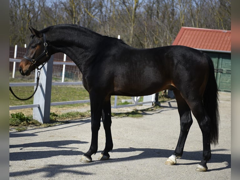 KWPN Hengst 3 Jahre 170 cm Dunkelbrauner in Slovenia