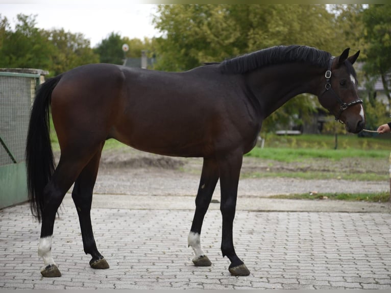KWPN Hengst 3 Jahre 170 cm Dunkelfuchs in Murska Soboda