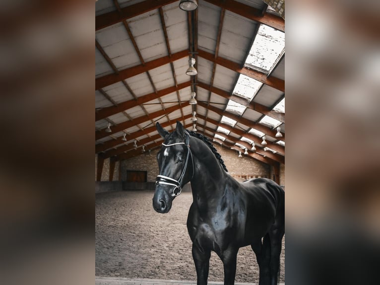 KWPN Hengst 3 Jahre 170 cm Rappe in Hapert