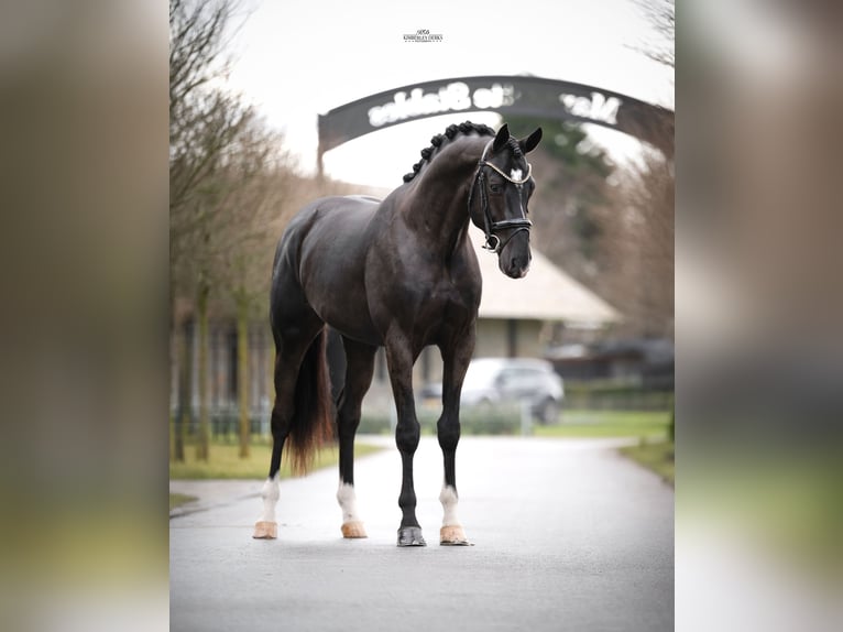 KWPN Hengst 3 Jahre 170 cm Rappe in Heemskerk