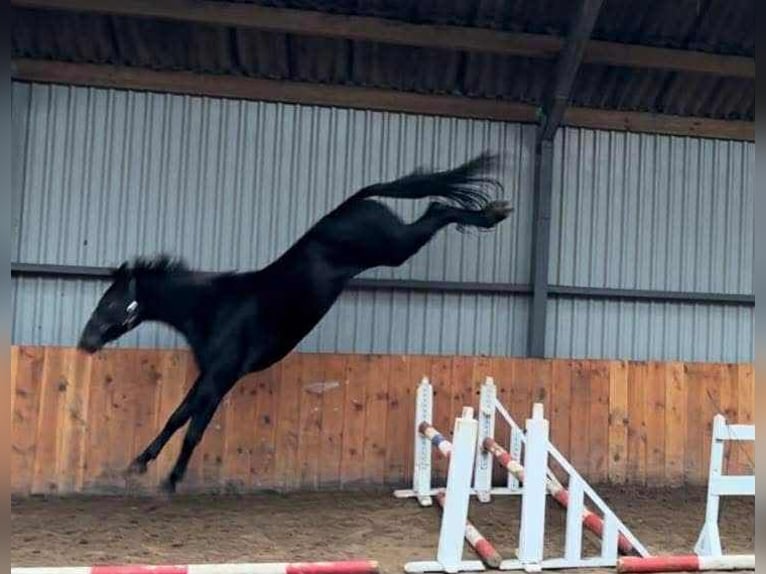 KWPN Hengst 3 Jahre 170 cm Rappschimmel in Kecskemet