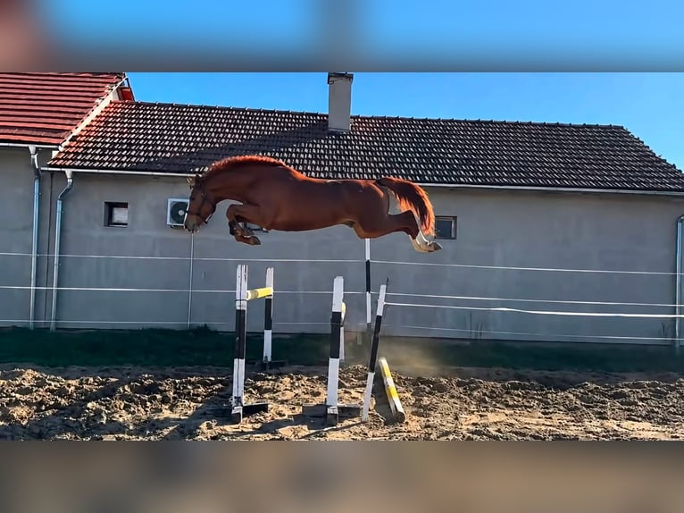 KWPN Hengst 3 Jahre 170 cm  in Levice