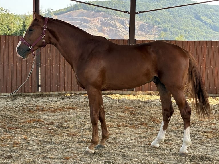 KWPN Hengst 3 Jahre 170 cm  in Levice