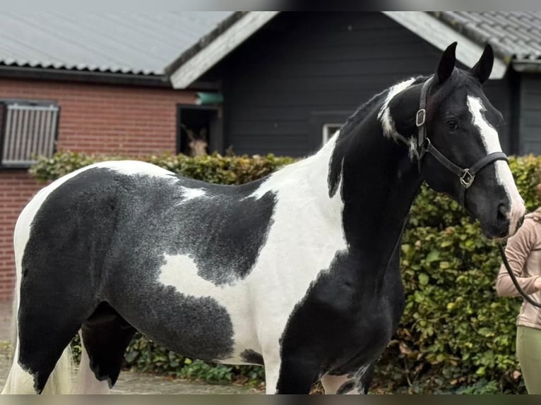 KWPN Hengst 3 Jahre 170 cm in Boccaleone KWPN Hengst 3 Jahre 170 cm in Boccaleone