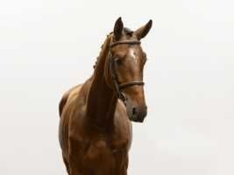 KWPN Hengst 3 Jahre 171 cm Brauner in Waddinxveen