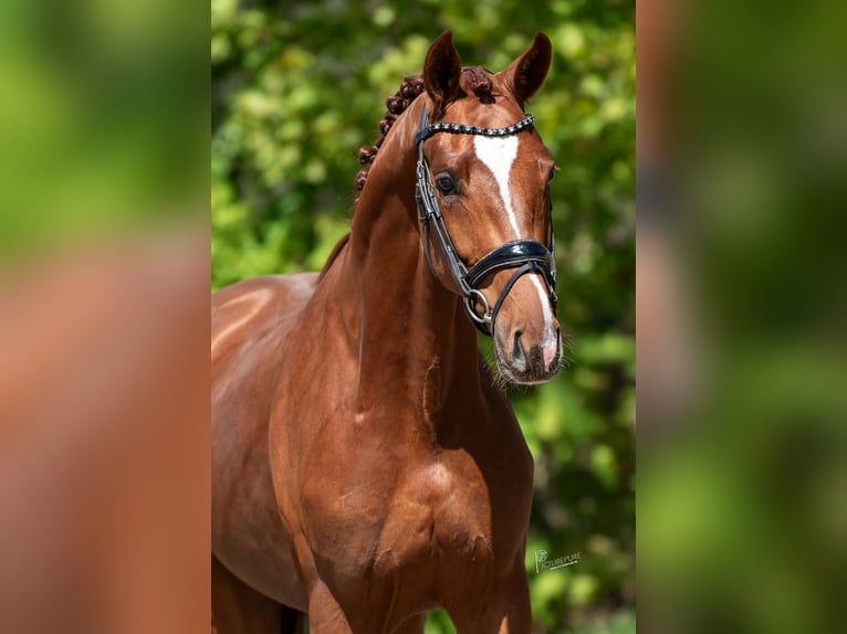 KWPN Hengst 3 Jahre 171 cm Hellbrauner in Peer