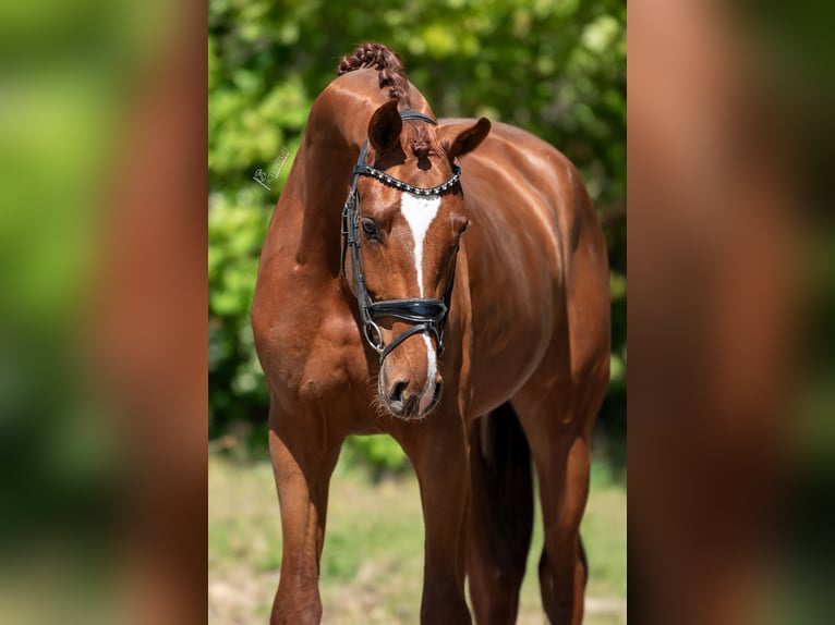 KWPN Hengst 3 Jahre 171 cm Hellbrauner in Peer
