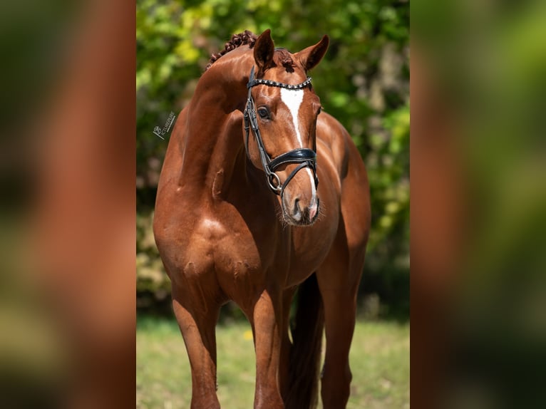 KWPN Hengst 3 Jahre 171 cm Hellbrauner in Peer