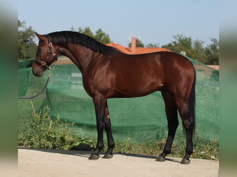 KWPN Hengst 3 Jahre 172 cm Rotbrauner in Snina