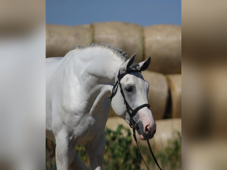 KWPN Hengst 3 Jahre 172 cm Schimmel in Gyula