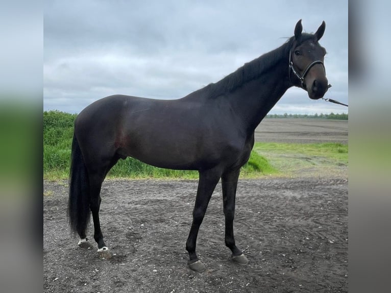 KWPN Hengst 3 Jahre 173 cm Dunkelbrauner in Twist