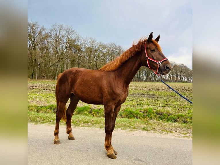 KWPN Hengst 3 Jahre 173 cm Dunkelfuchs in Hoge Hexel