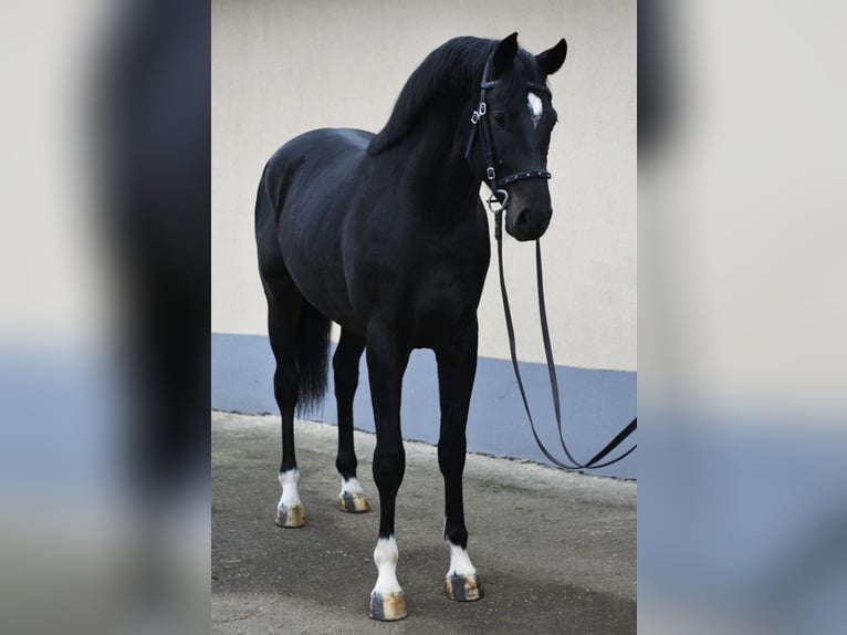 KWPN Hengst 3 Jahre 173 cm Rappe in Bekes
