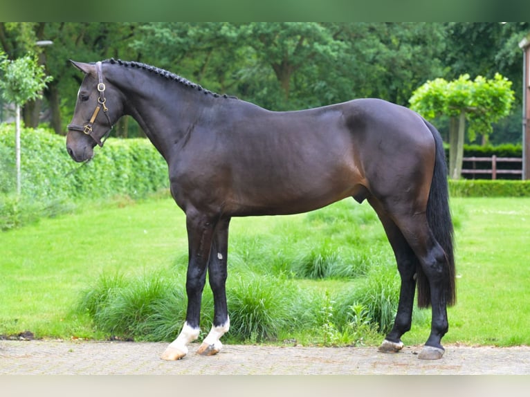 KWPN Hengst 3 Jahre 173 cm Schwarzbrauner in Bladel