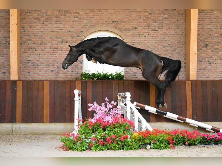 KWPN Hengst 3 Jahre 173 cm Schwarzbrauner in Bladel